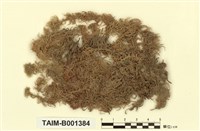 藏品(五列泥炭苔)的圖片